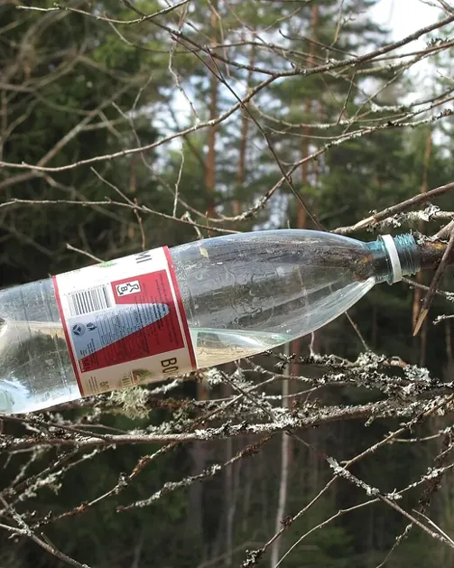 Пластикова пляшка, прикріплена до гілки берези для збору соку ранньою весною